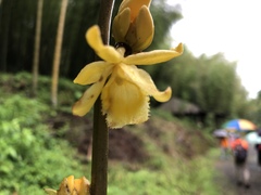 Galeola lindleyana