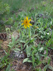 Arnica parryi