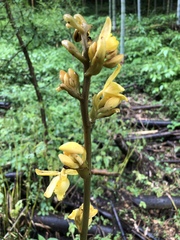 Galeola lindleyana
