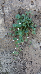 Cymbalaria muralis