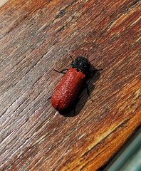 Bostrichus capucinus