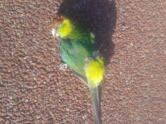 Purpureicephalus spurius