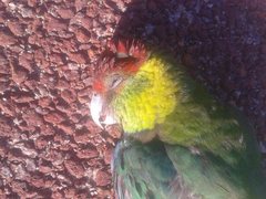 Purpureicephalus spurius