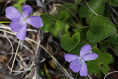 Viola sacchalinensis