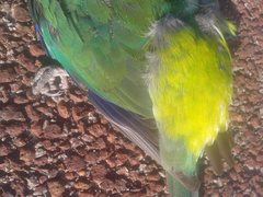 Purpureicephalus spurius