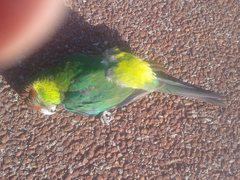 Purpureicephalus spurius