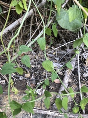 Leucas glabrata