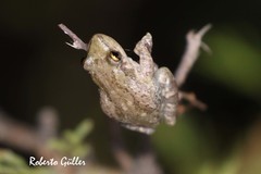 Scinax nasicus