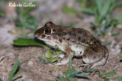 Leptodactylus bufonius