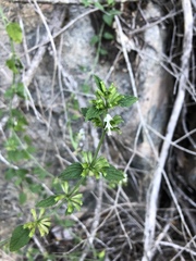 Leucas glabrata