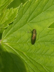 Agrilus ribesi