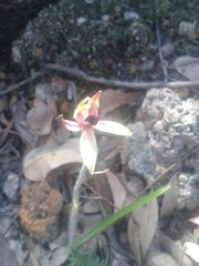 Caladenia macrostylis