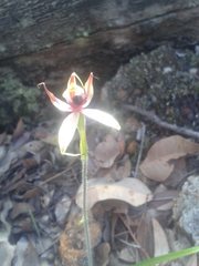 Caladenia macrostylis