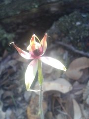 Caladenia macrostylis