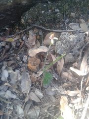 Caladenia macrostylis