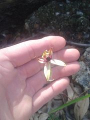 Caladenia macrostylis