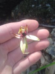 Caladenia macrostylis