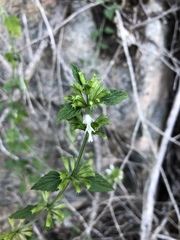 Leucas glabrata