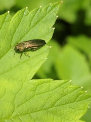 Agrilus ribesi