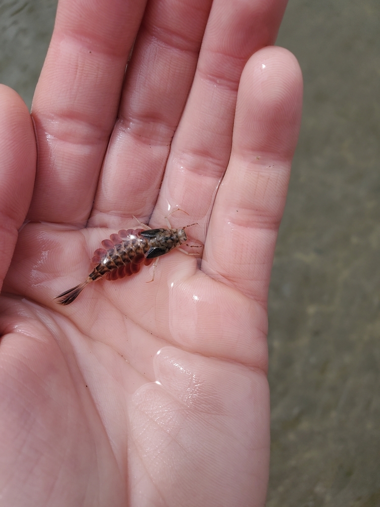Ametropus ammophilus
