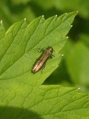 Agrilus ribesi