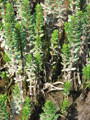 Hippuris tetraphylla