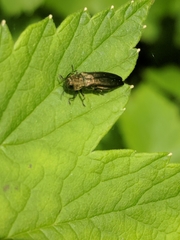 Agrilus ribesi