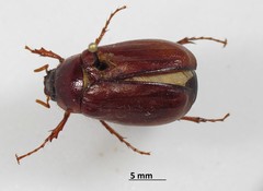 Phyllophaga anxia