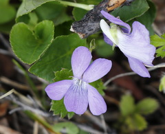 Viola sacchalinensis