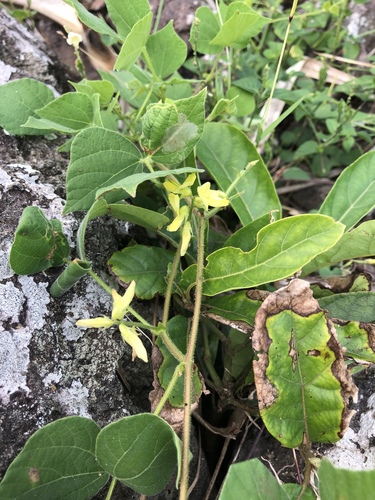 Rhynchosia viscosa observed 2019-05-25