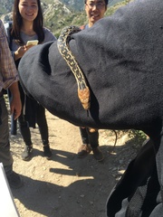 Pituophis catenifer