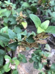 Barleria gueinzii