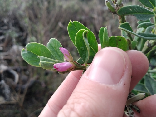 Image of Indigofera cytisoides by (c) De Waal Hugo, some rights reserved (CC BY)