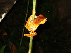 Polypedates otilophus