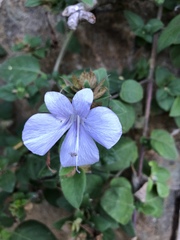 Barleria gueinzii