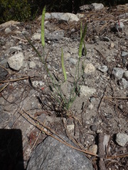 Boechera platysperma