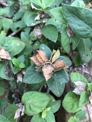 Barleria gueinzii