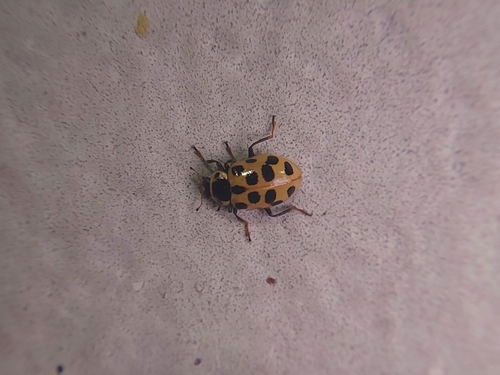 Thirteen-spotted Lady Beetle photo 4