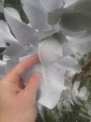 Eucalyptus macrocarpa