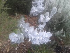 Eucalyptus macrocarpa