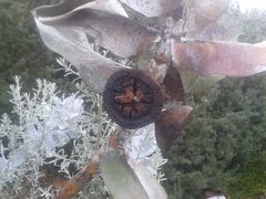 Eucalyptus macrocarpa