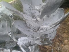 Eucalyptus macrocarpa