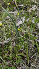 Allium strictum