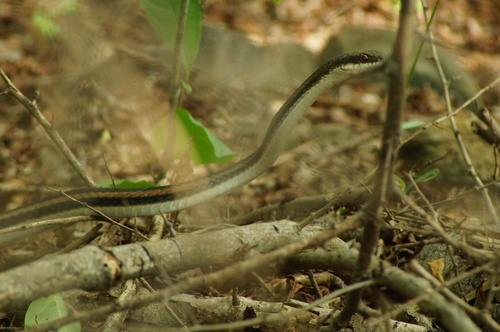 Pacific Patchnose Snake