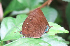Arhopala centaurus nakula