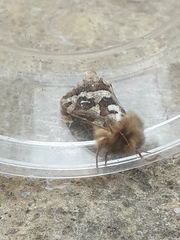 Korscheltellus fusconebulosa