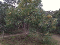 Eucalyptus cosmophylla