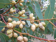 Eucalyptus cosmophylla