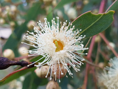 Eucalyptus cosmophylla