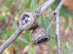 Eucalyptus cosmophylla